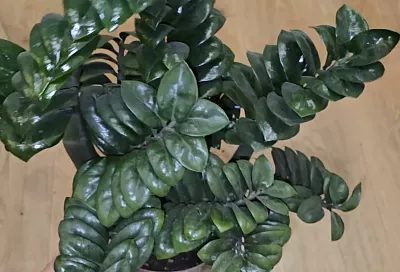 Купить замиокулькас и сразу пересадить: так цветок растет быстрее и ярче – постоянно раздаю его отростки