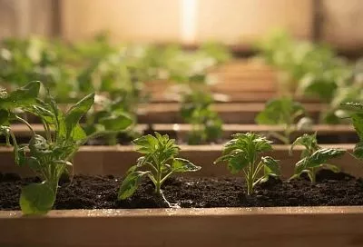 Зацветут уже в июне: однолетники для январского посева. Бегония, эустома, гвоздика Шабо