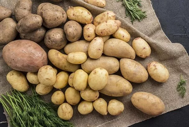 Краснодарский край в 2025 году нарастил производство картофеля на 5%