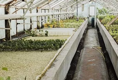 Бросил семена огурцов в землю так – и первые всходы уже в апреле: с таких грядок умные дачники раньше всех собирают урожай