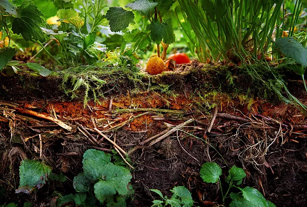Как за месяц приготовить питательный компост из ботвы и веток