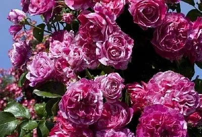 3 растения, которые обязательно надо подкормить осенью, иначе не видать на следующий год ни цветов, ни плодов – советы бывалого садовода 