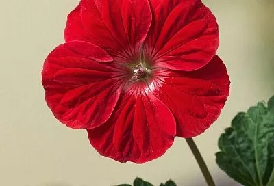 Многие считают его бабушкиным цветком, а он спасает мой дом от сухости и усталости лучше любого освежителя воздуха