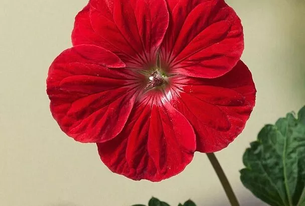 Многие считают его бабушкиным цветком, а он спасает мой дом от сухости и усталости лучше любого освежителя воздуха