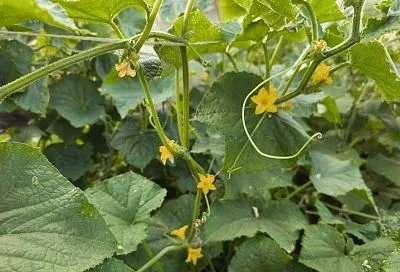 5 причин, по которым на огурцах нет плодов: пчелы, азот и другие виновники 