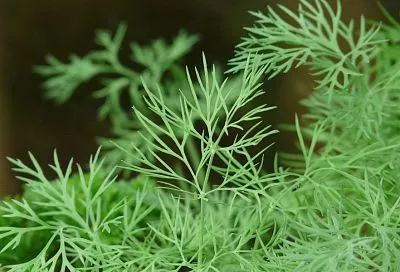 Почему не всходит укроп: опытный дачник рассказал, когда уже не стоит ждать всходов и пора пересевать