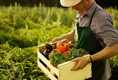 Правительство России выделило почти 14 млрд рублей на поддержку фермеров