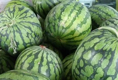 Бросил семена этих арбузов в теплице, и раньше всех собираю сочные, крупные плоды тачками — секрет в сорте 