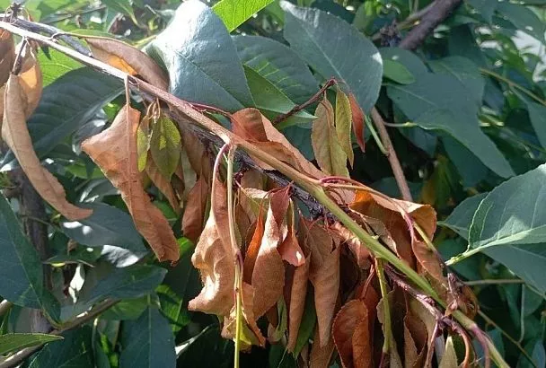 Дала плоды и заболела: почему косточковые культуры особенно уязвимы после сбора урожая