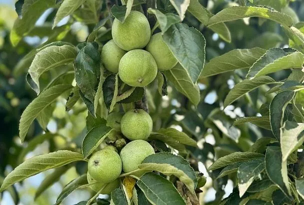 Отгибаем ветки: важный и эффективный агротехнический прием помогает стимулировать плодоношение плодовых деревьев