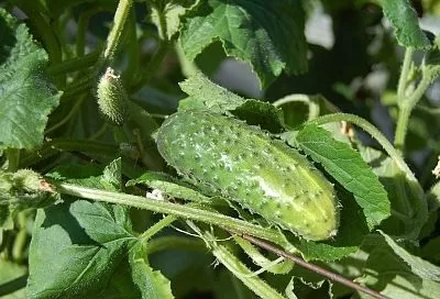 Горькие огурцы спасаю за 3 шага по схеме Кизимы — актуально на 2025 год