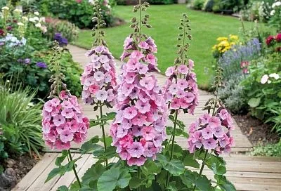 Многолетники, которые побеждают сорняки: красота и аромат без лишних усилий