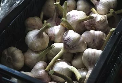 Заправьте грядки под озимый чеснок органикой, и получите крупные головки без химии