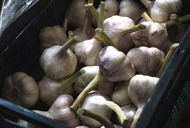Заправьте грядки под озимый чеснок органикой, и получите крупные головки без химии