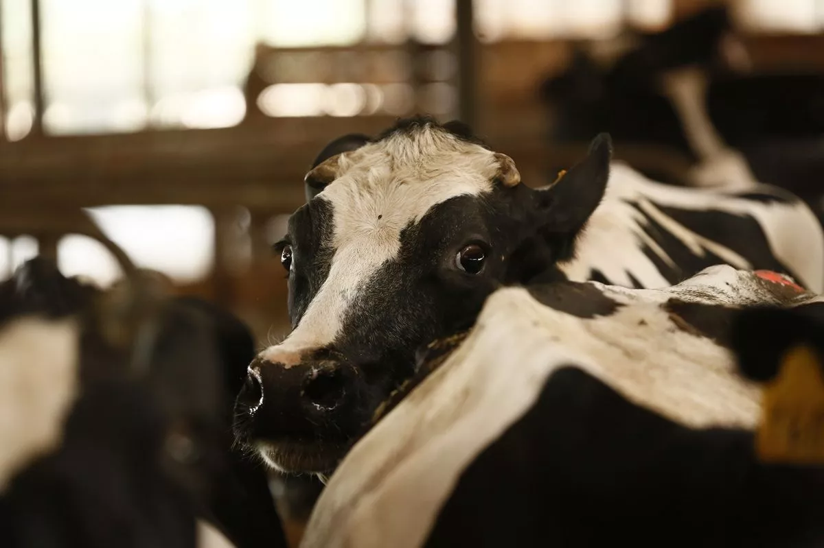 Бережливые технологии внедряют по нацпроекту на агрофирме в Тбилисском районе