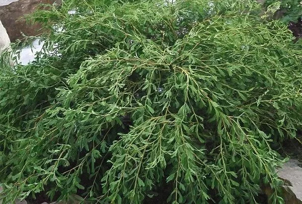 Вечнозеленые кустарники – даже зимой мой двор утопает в зелени: растения, которые украсят ваш участок даже в холода