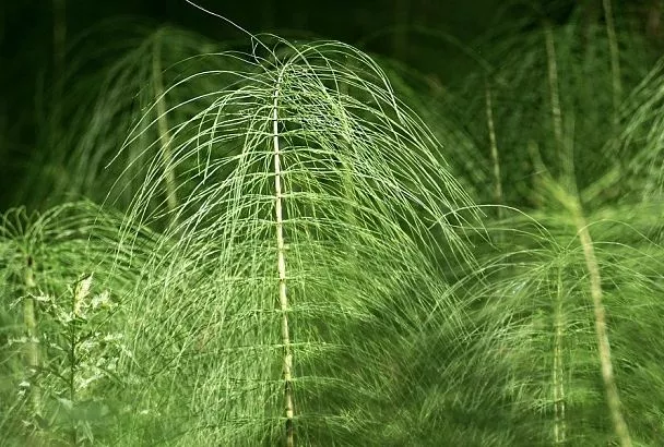 Это не сорняк, а враг мучнистой росы: такого эффективного средства вы точно раньше не знали