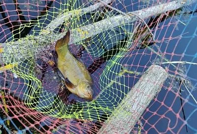 Прикормка для линя по Сабанееву: Секретные рецепты с червями и творогом