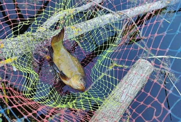 Прикормка для линя по Сабанееву: Секретные рецепты с червями и творогом