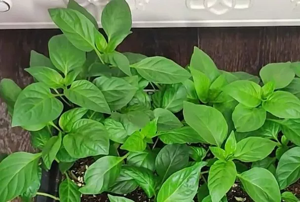 Лайфхак для быстрой рассады перца за 7 дней: 1 трюк с термометром и 3 ошибки, которые допускают даже опытные огородники