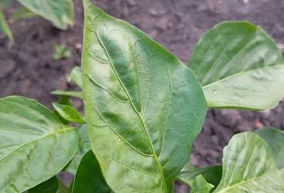 Пузыри есть, паразитов нет: почему на листьях перцев появляются вздутия и что с этим делать