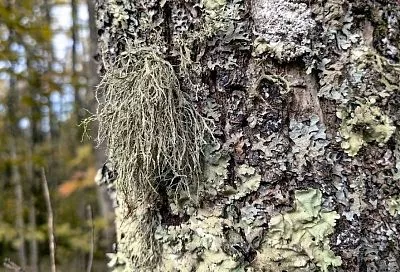 Сам не враг, но опасен: о чем говорят лишайники на стволах деревьев