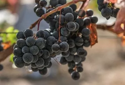 Мое сердце за «мерло»: какой виноград посадить, чтобы делать вкусное домашнее вино