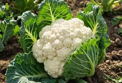 В чем мой секрет сочной цветной капусты? Полив, подкормка и правильное место