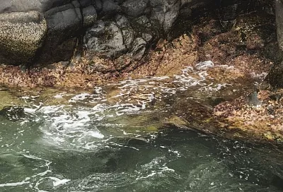 В подземных водах Западной Сибири нашли новый род бактерии