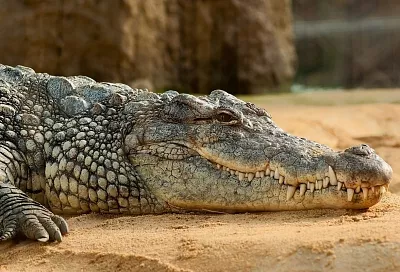 Стало известно, сколько крокодилов погибло при пожаре в зоопарке Ейска