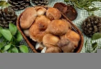 Грибная охота: токсиколог рассказал, как избежать отравления и собирать только безопасные грибы