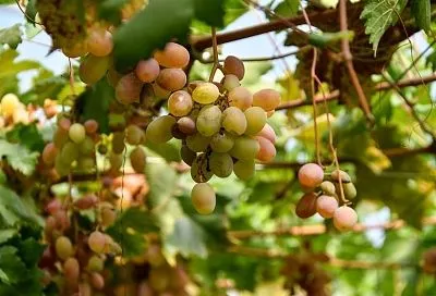 Осень или весна: когда лучше обрезать не укрывной виноград