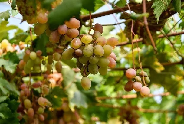 Осень или весна: когда лучше обрезать не укрывной виноград