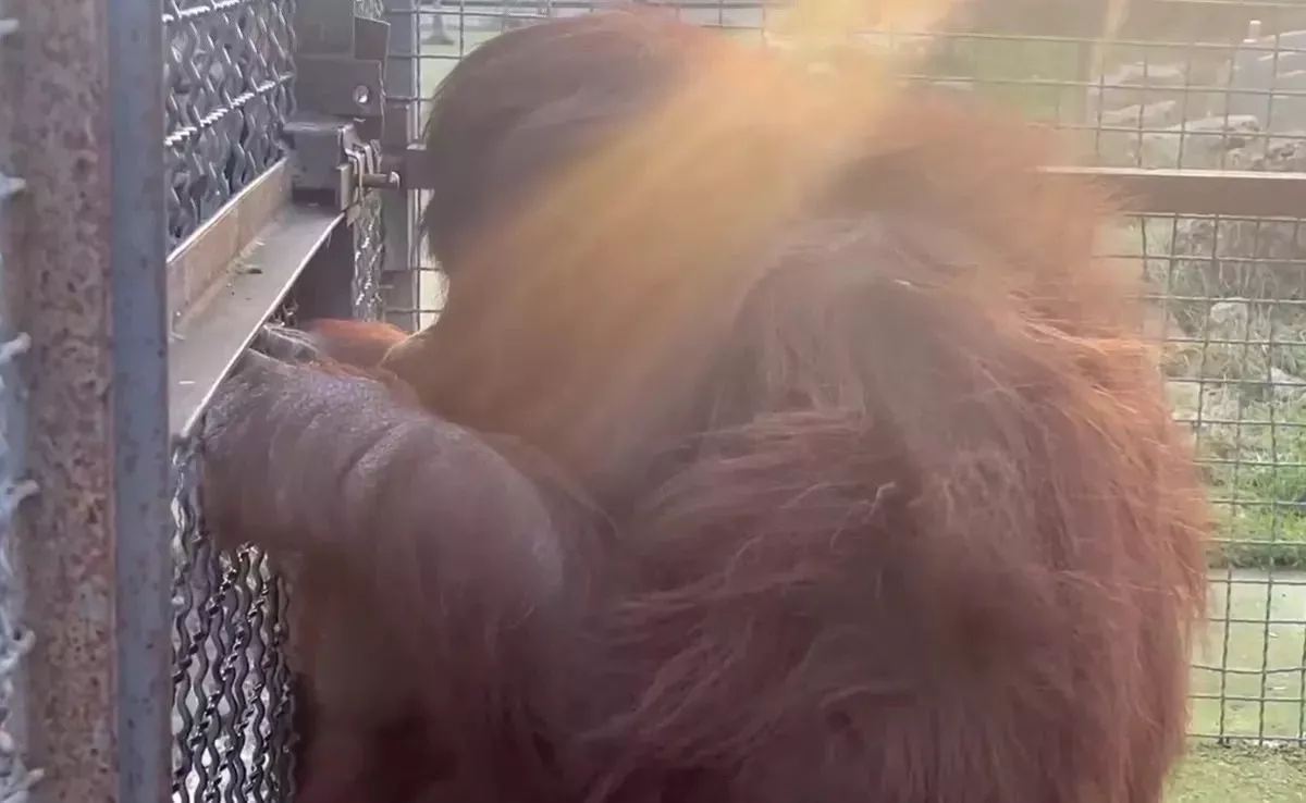 «Это работа нейросети»: краснодарская спортсменка назвала фейком видео с орангутангом и вейпом