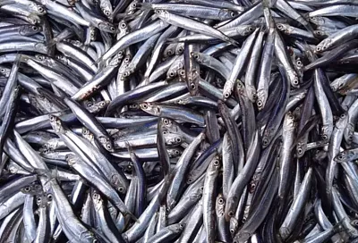 Хамса су-вид и риет из анадары: ученые из Керчи представили новые пищевые разработки 