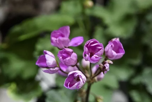 В центре Сочи благоустроят Сад Российско-Японской дружбы