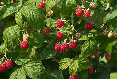 Подкормка и уход за кустами малины: простые советы помогут, чтобы ягод хватило и на варенье, и на компот 