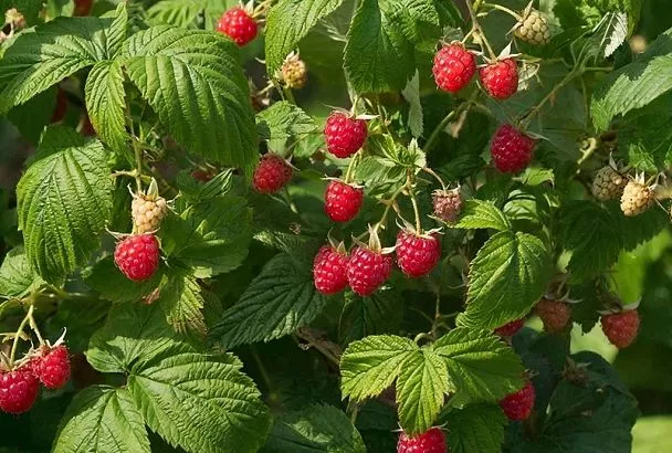 Подкормка и уход за кустами малины: простые советы помогут, чтобы ягод хватило и на варенье, и на компот 