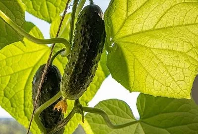 Огурцам с первых листьев обязательно: такая подкормка золой — секрет вкусного урожая