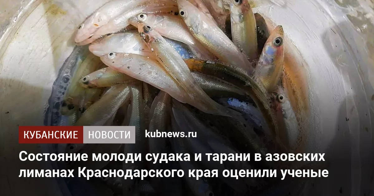 Состояние молоди судака и тарани в азовских лиманах Краснодарского края оценили ученые