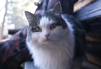 Названы популярные заграничные направления путешествий с домашними питомцами из аэропортов Кубани с начала 2026 года