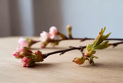 Как проверить, подмёрзли ли цветковые почки вишни и черешни после морозов