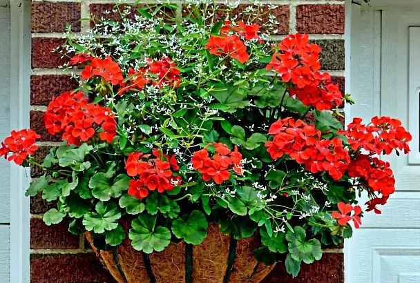 Добавляю жидкость в куст, и он преображается: вместо герани появляется настоящее королевское растение