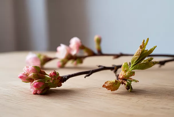 Как проверить, подмёрзли ли цветковые почки вишни и черешни после морозов