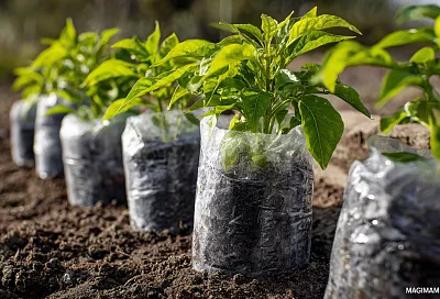 Ранний перец в холодную землю: как защитить корни и ускорить урожай