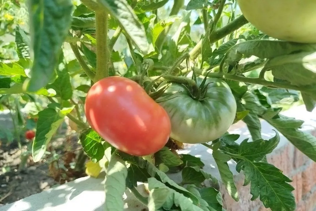 Калий, фосфор и хелат – лучшее, что вы можете сделать в июле для томатов, чтобы они завалили вас урожаем