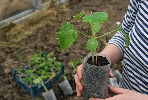 Спасение переросшей рассады огурцов при затяжной весне: экстренная помощь