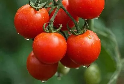 Черри-томаты: маленькие плоды, большие возможности. Урожай собираю ведрами до холодов