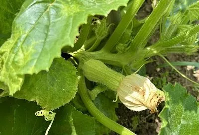 Сначала кормишь, потом ешь: чем опрыскать кабачки, чтобы они завалили урожаем