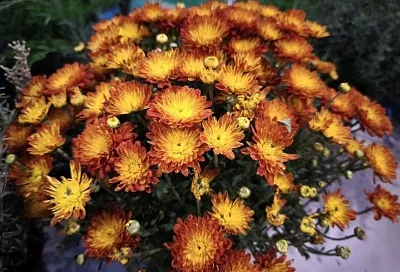 Полив, фосфор и медный купорос: если плохо цветет хризантема, значит, ей не хватает чего-то из этого 